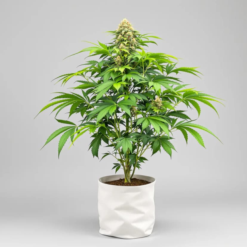 Ortega autoflower cannabis plant
