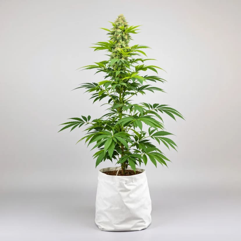Ortega feminized cannabis plant