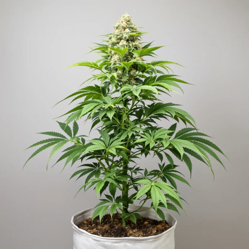 P-51 feminized cannabis plant