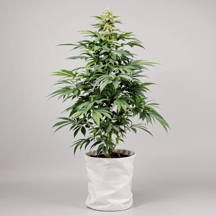 Pacific Blue feminized cannabis plant