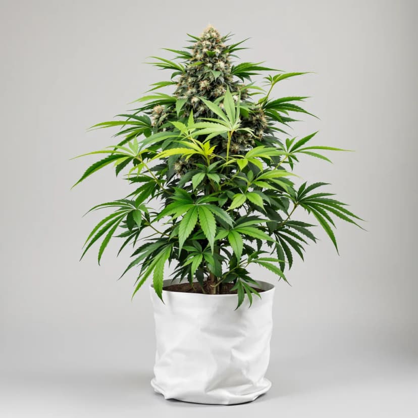 Pakistan Valley Kush autoflower cannabis plant