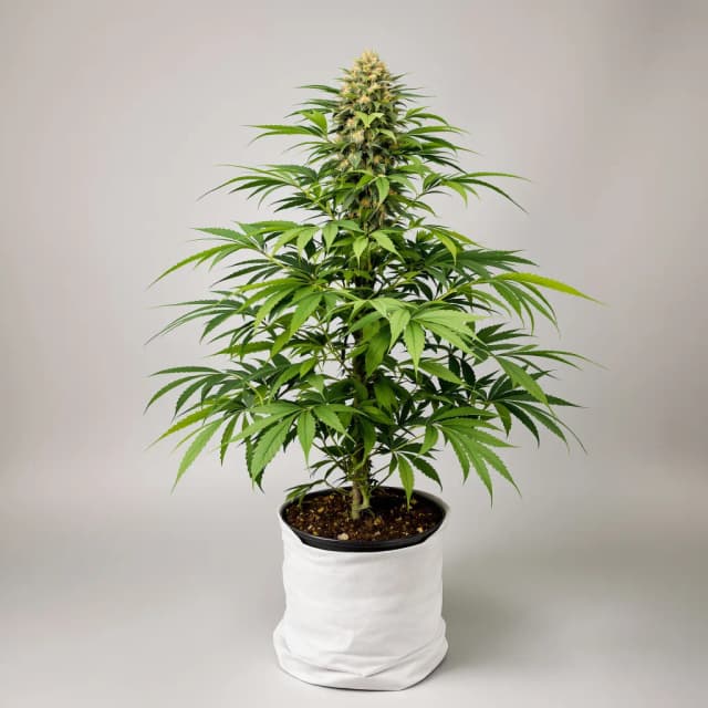 Pakistan Valley Kush feminized cannabis plant