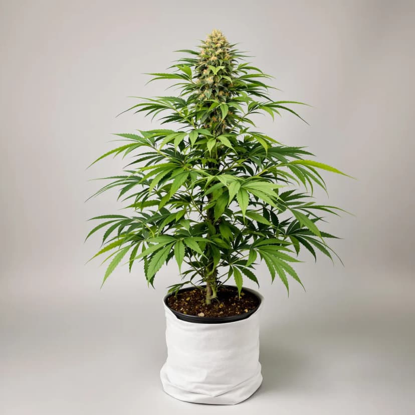 Pakistan Valley Kush feminized cannabis plant