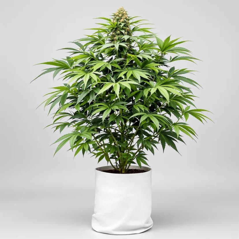 Pakistani Chitral Kush feminized cannabis plant