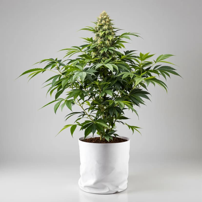 Pamelina feminized cannabis plant