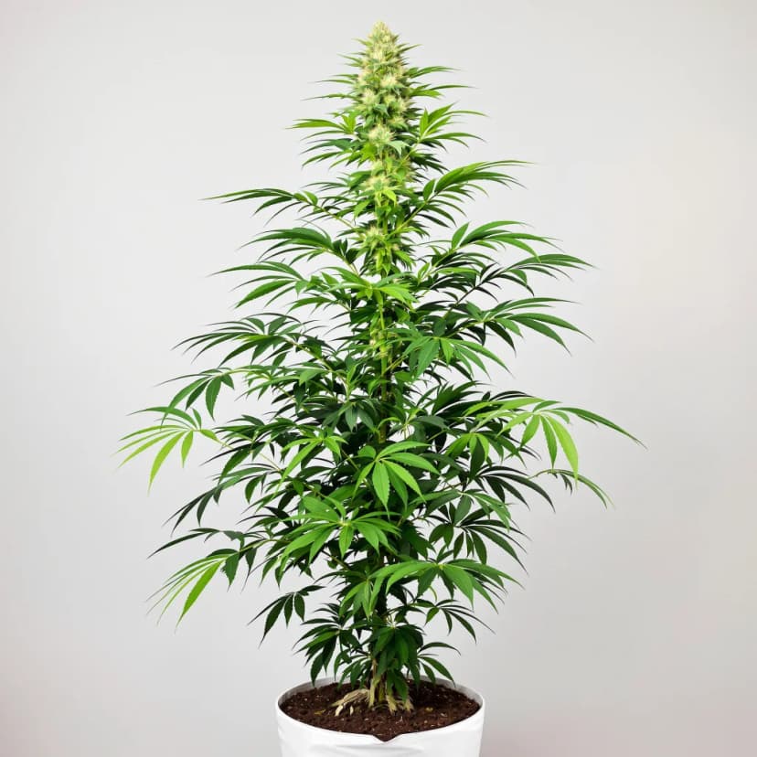 Panama feminized cannabis plant