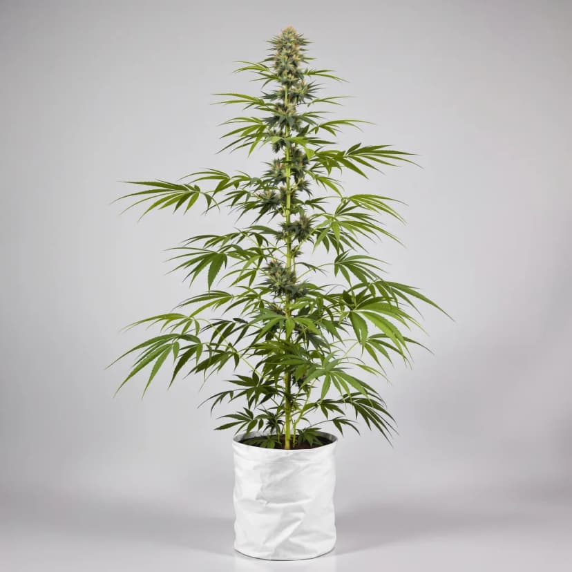 Panama Red feminized cannabis plant