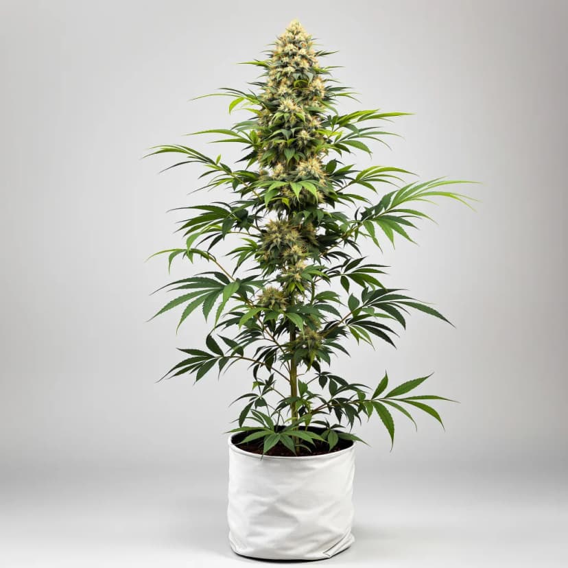 Pandora’s Box feminized cannabis plant
