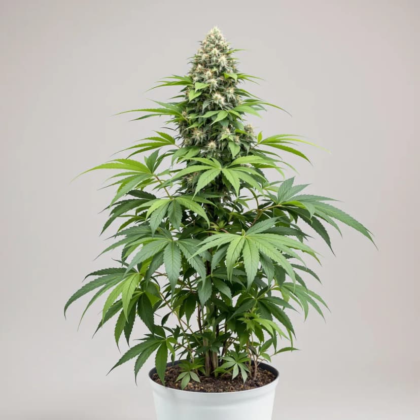 Papa's OG feminized cannabis plant