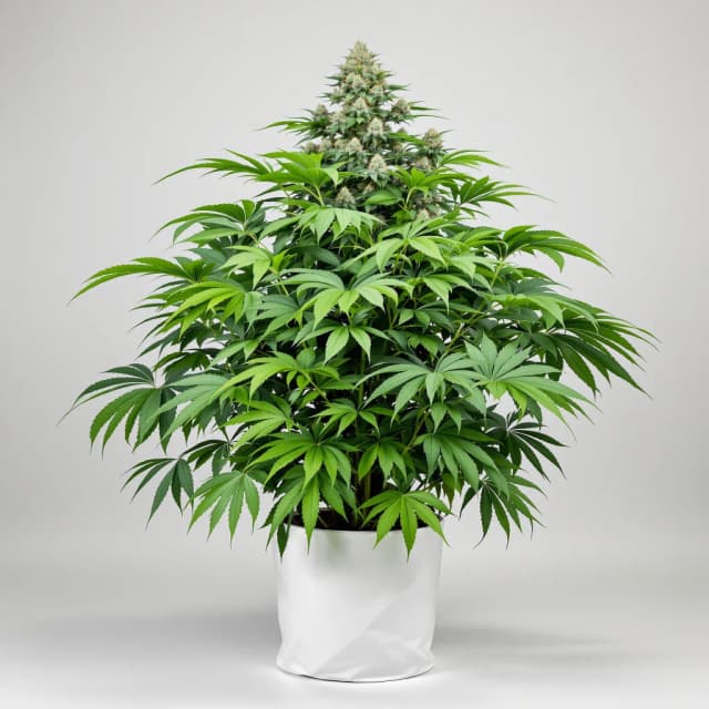 Papaya Cookies feminized cannabis plant