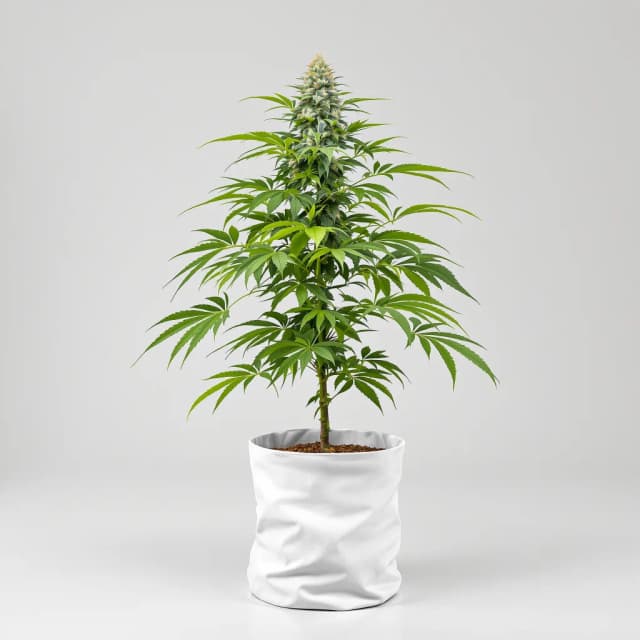 Peanut Butter Breath autoflower cannabis plant