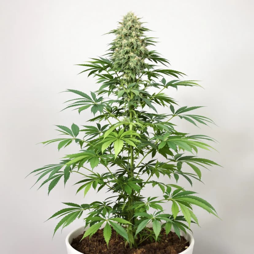 Peanut Butter Breath feminized cannabis plant