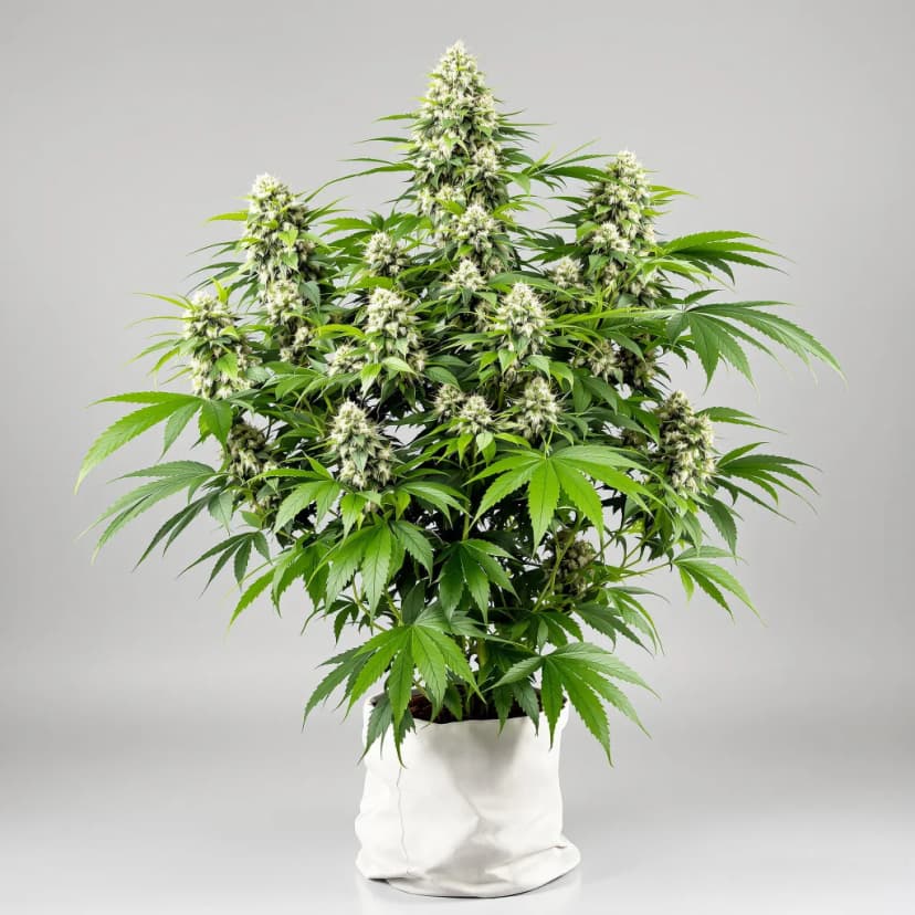 Pennywise CBD feminized cannabis plant