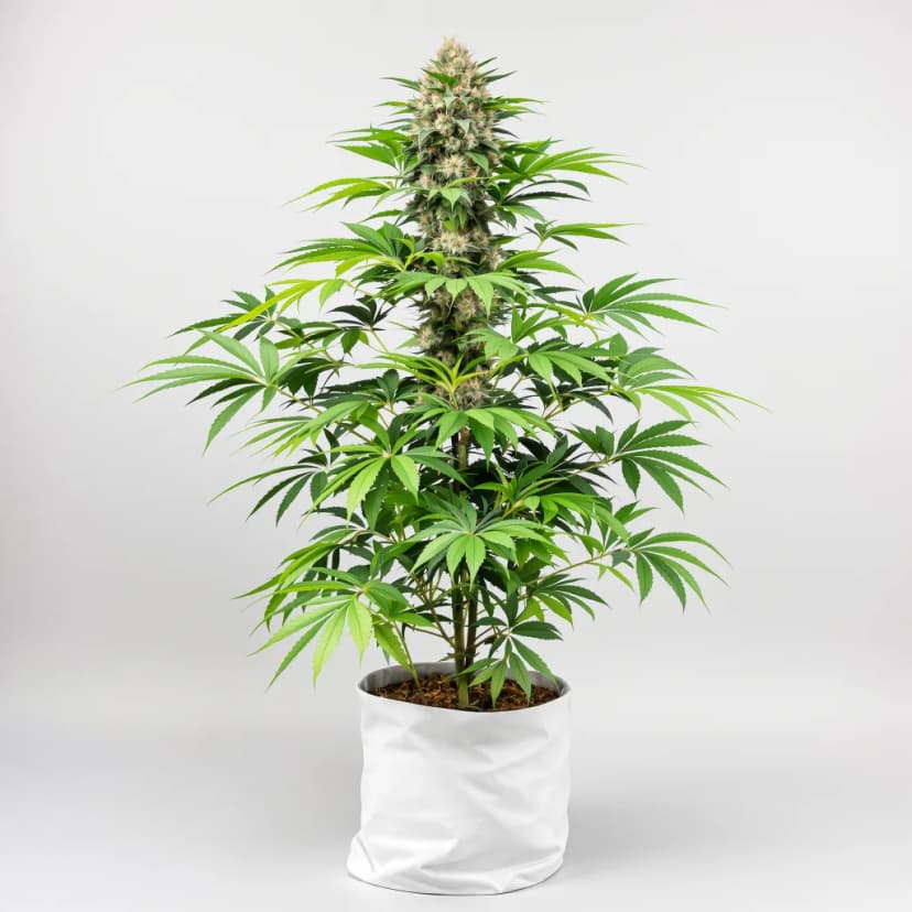 Pennywise feminized cannabis plant