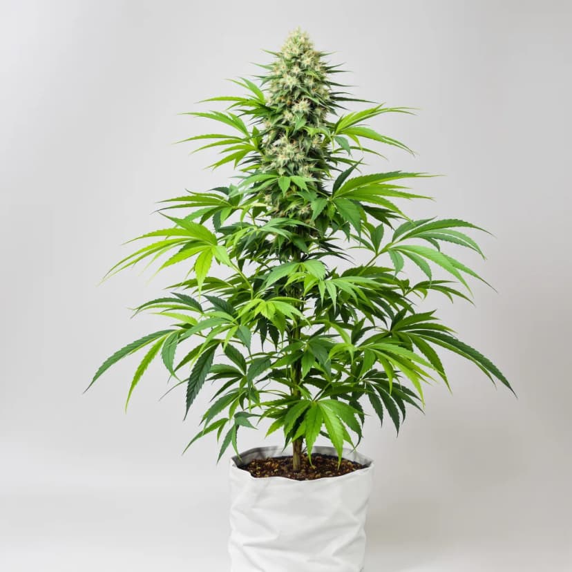 Peyote Gorilla feminized cannabis plant