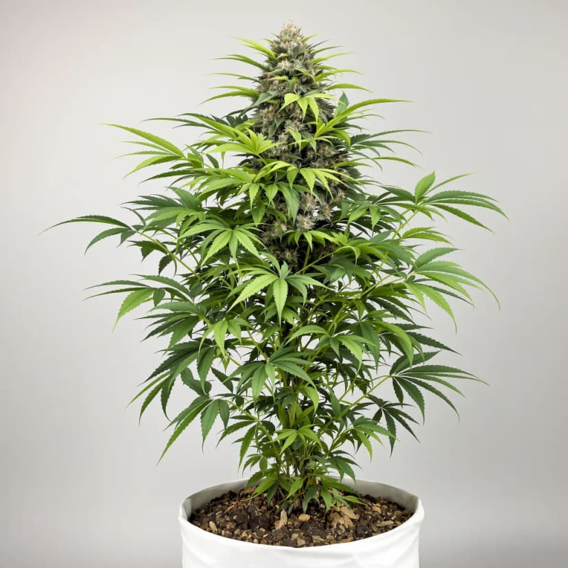 Pez feminized cannabis plant
