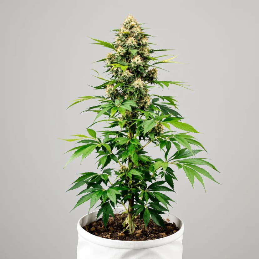 Phantom Cookies autoflower cannabis plant