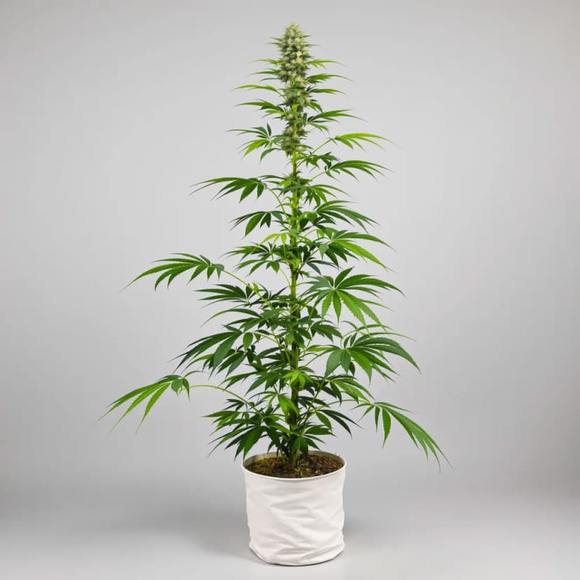 Pine autoflower cannabis plant