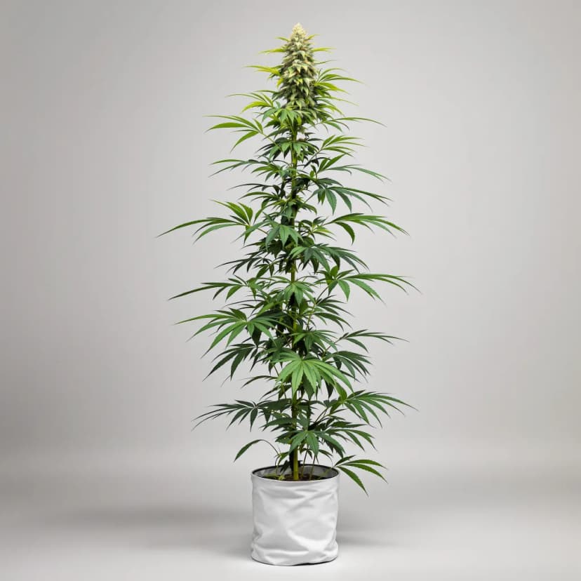 Pine feminized cannabis plant