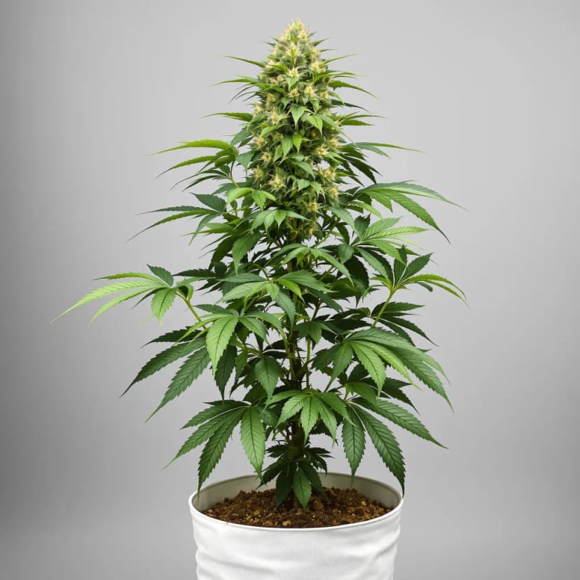 Pine Tar Kush feminized cannabis plant