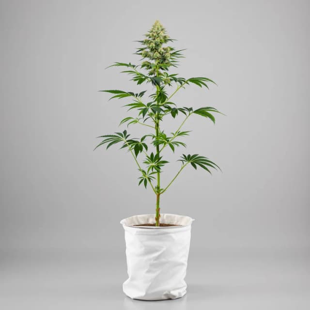 Pineapple cannabis seeds packaging, Royal King Seeds USA