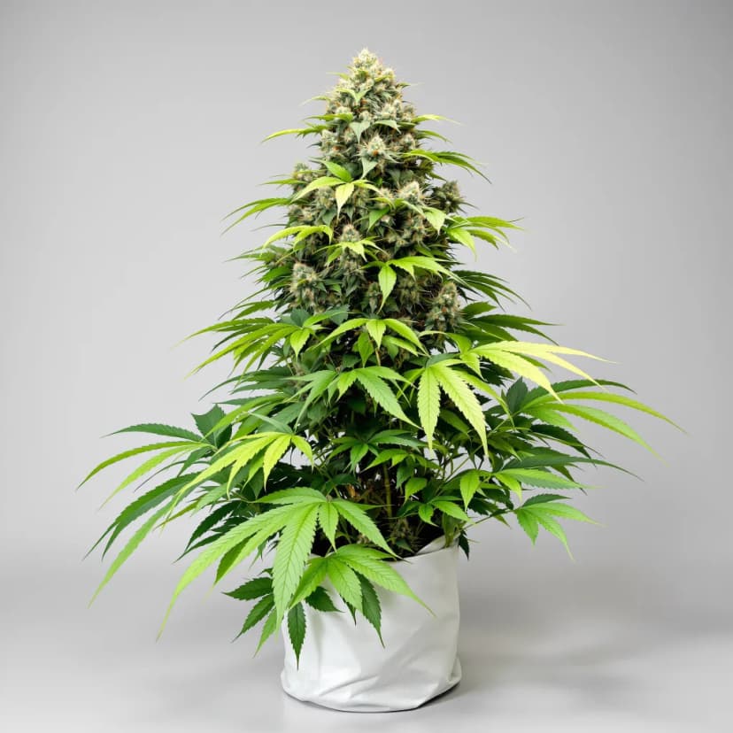 Pineapple Chunk feminized cannabis plant