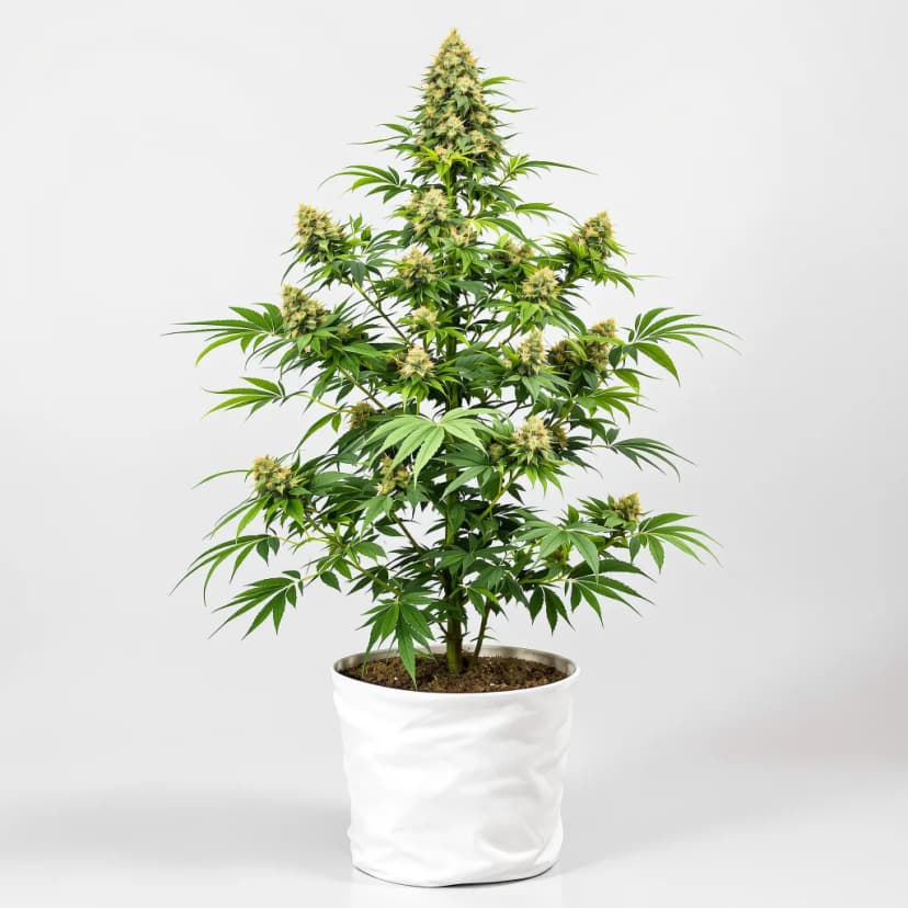 Pineapple Diesel feminized cannabis plant