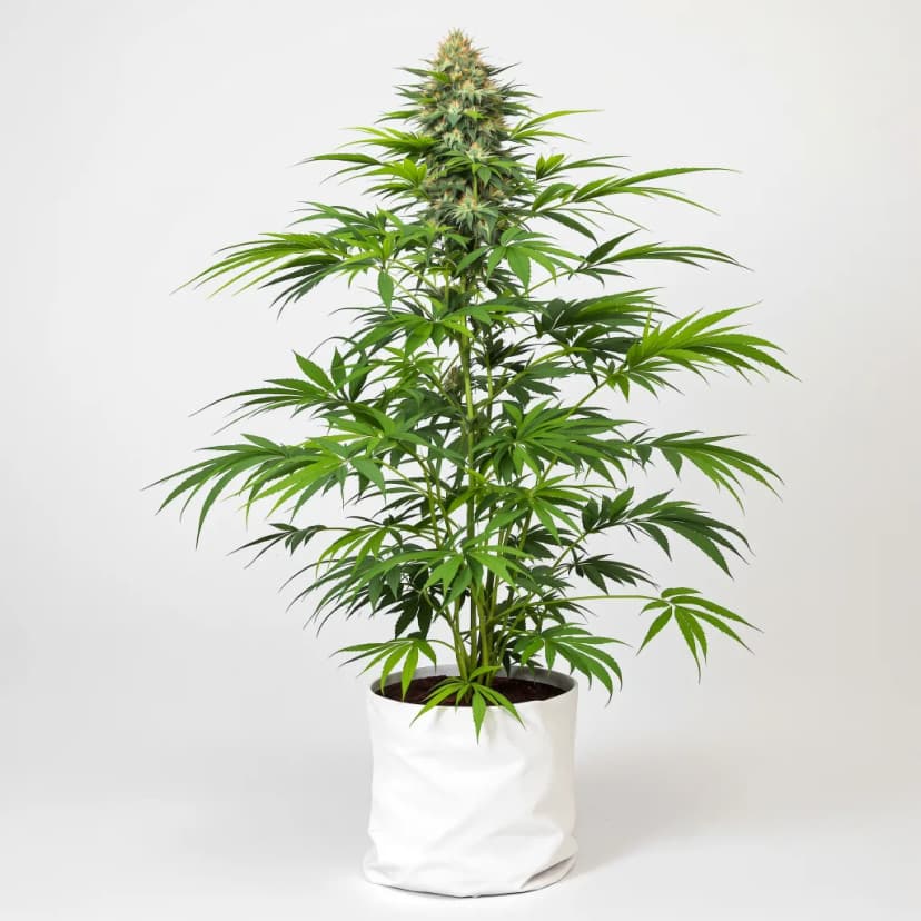 Pineapple Express feminized cannabis plant