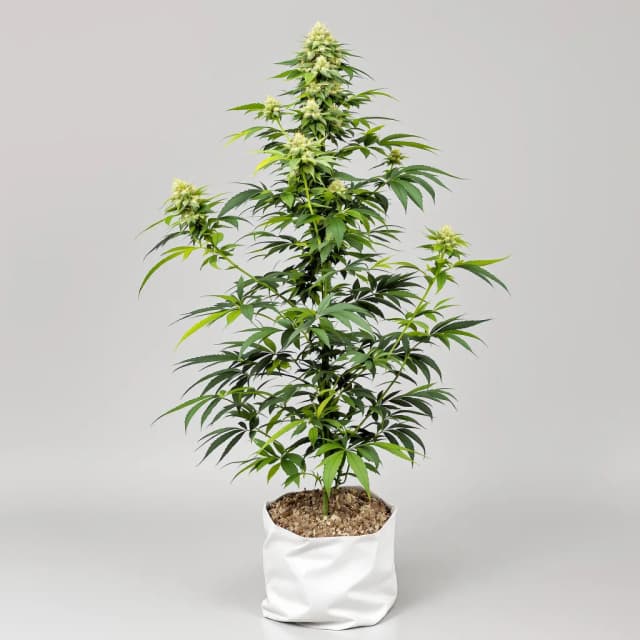Pineapple feminized cannabis plant