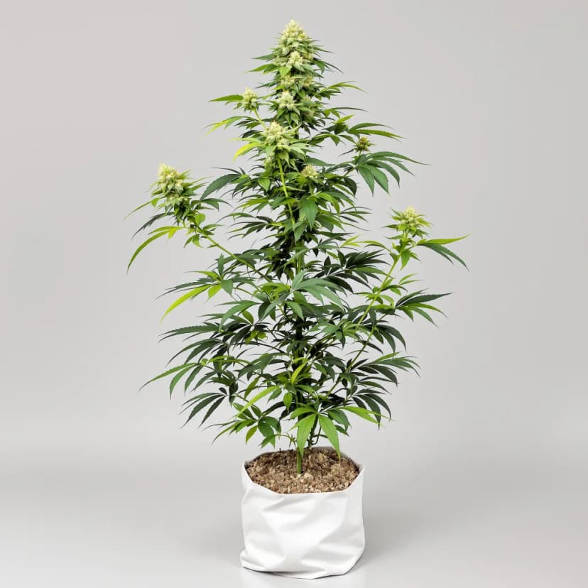 Pineapple feminized cannabis plant