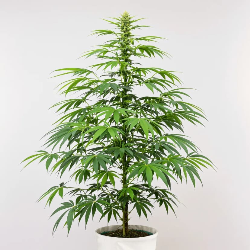 Pineapple Haze feminized cannabis plant
