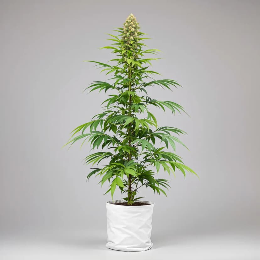 Pineapple Mayhem autoflower cannabis plant
