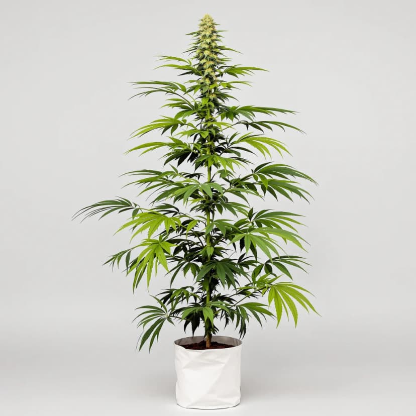 Pineapple Mayhem feminized cannabis plant