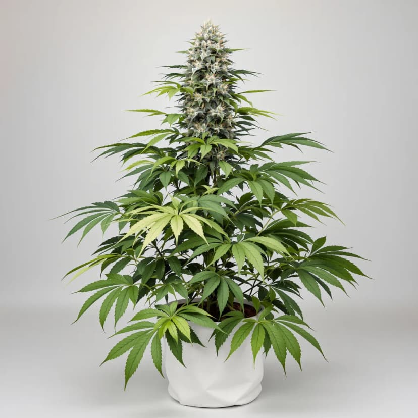 Pink Death Star feminized cannabis plant