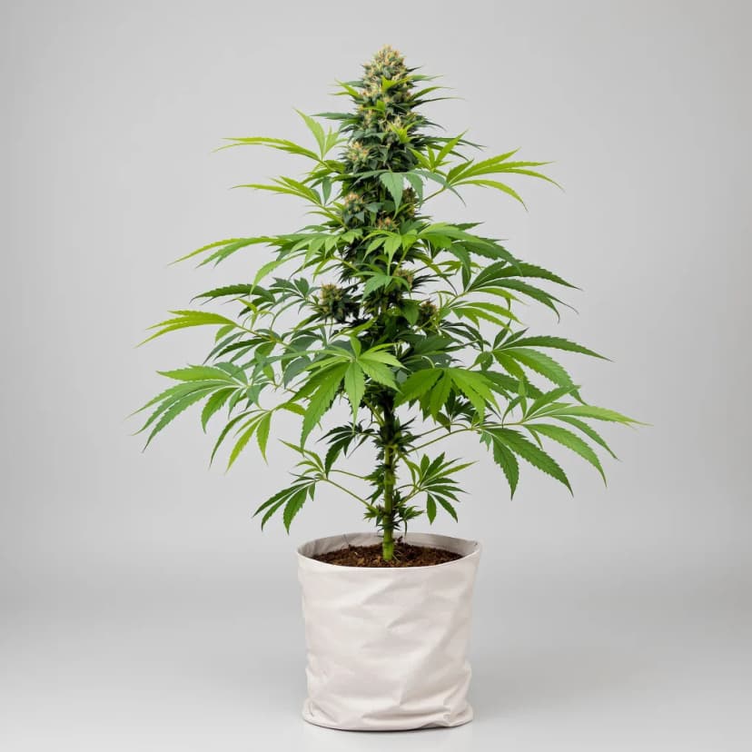 Pink Kush feminized cannabis plant