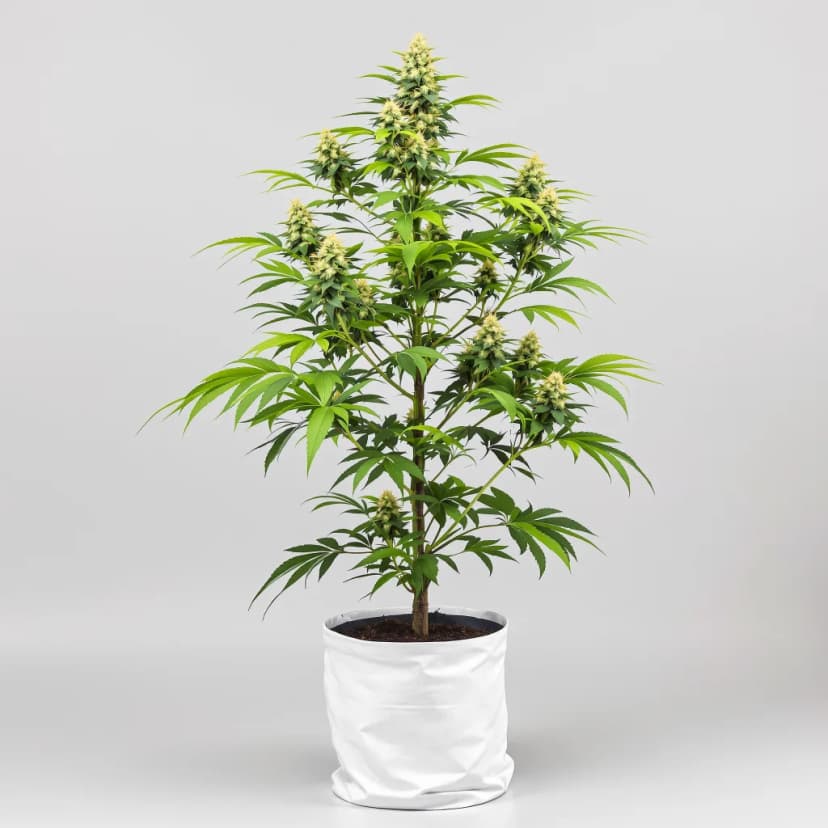 Pink Mango feminized cannabis plant