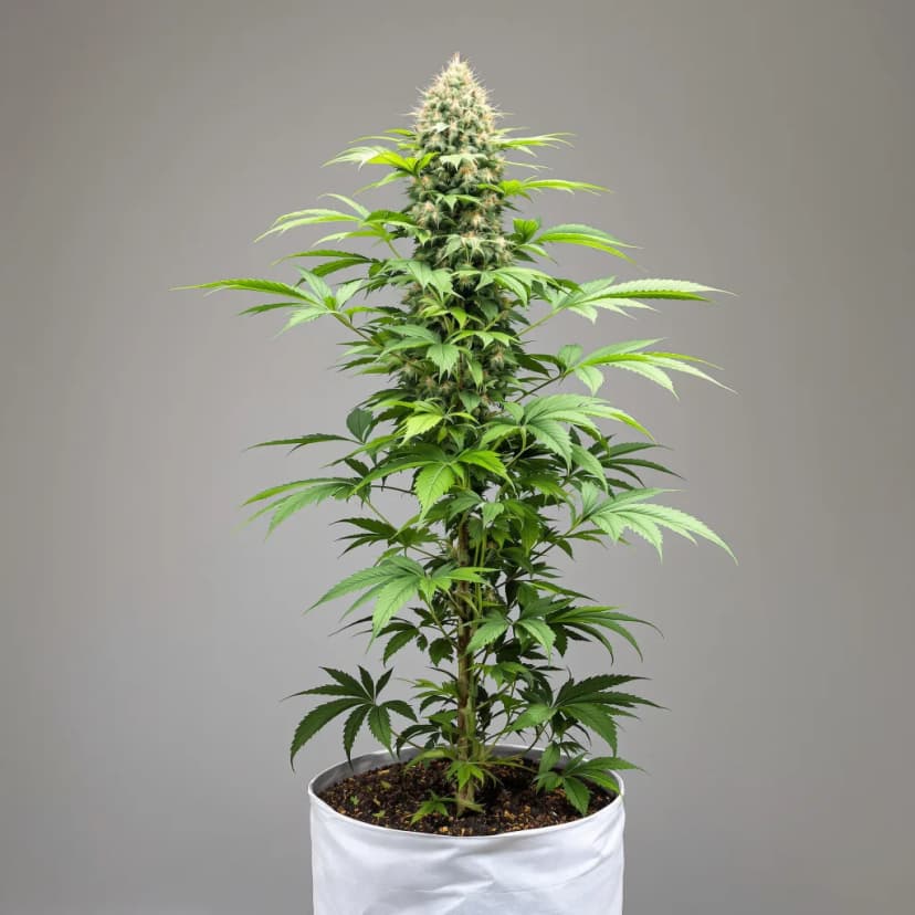 Pink Pez feminized cannabis plant