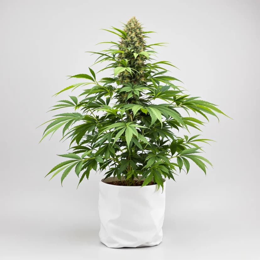 Pinkman Goo autoflower cannabis plant
