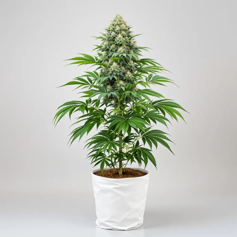 Pitbull Pit autoflower cannabis plant