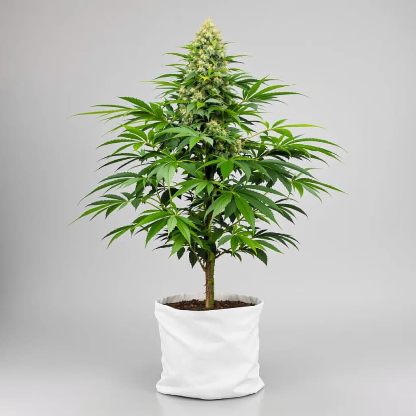 Platinum Bubba Kush autoflower cannabis plant