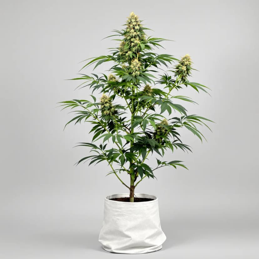Platinum GSC autoflower cannabis plant