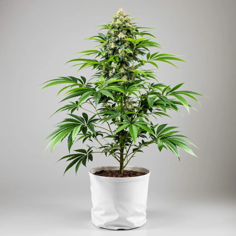 Platinum Kush feminized cannabis plant