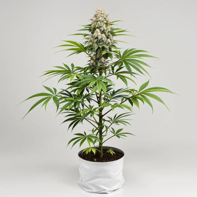 Pluto Kush feminized cannabis plant