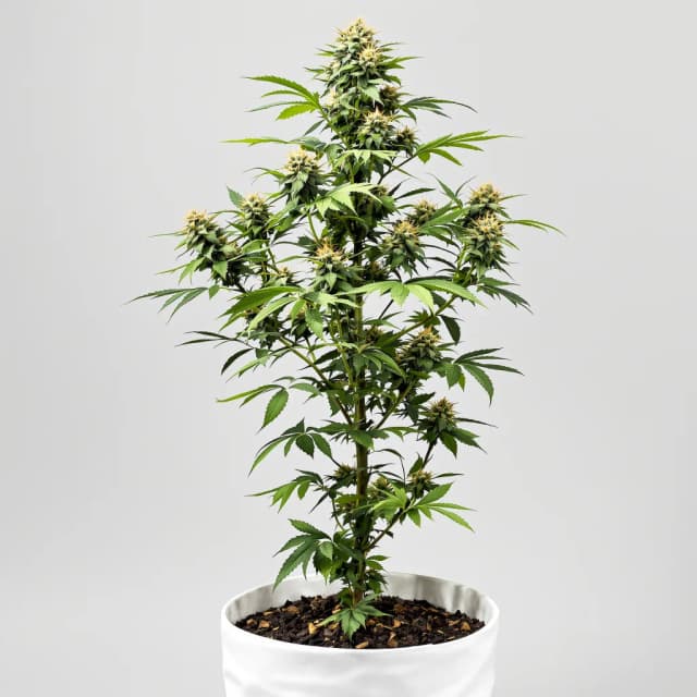 Pop Rox cannabis seeds packaging, Royal King Seeds USA