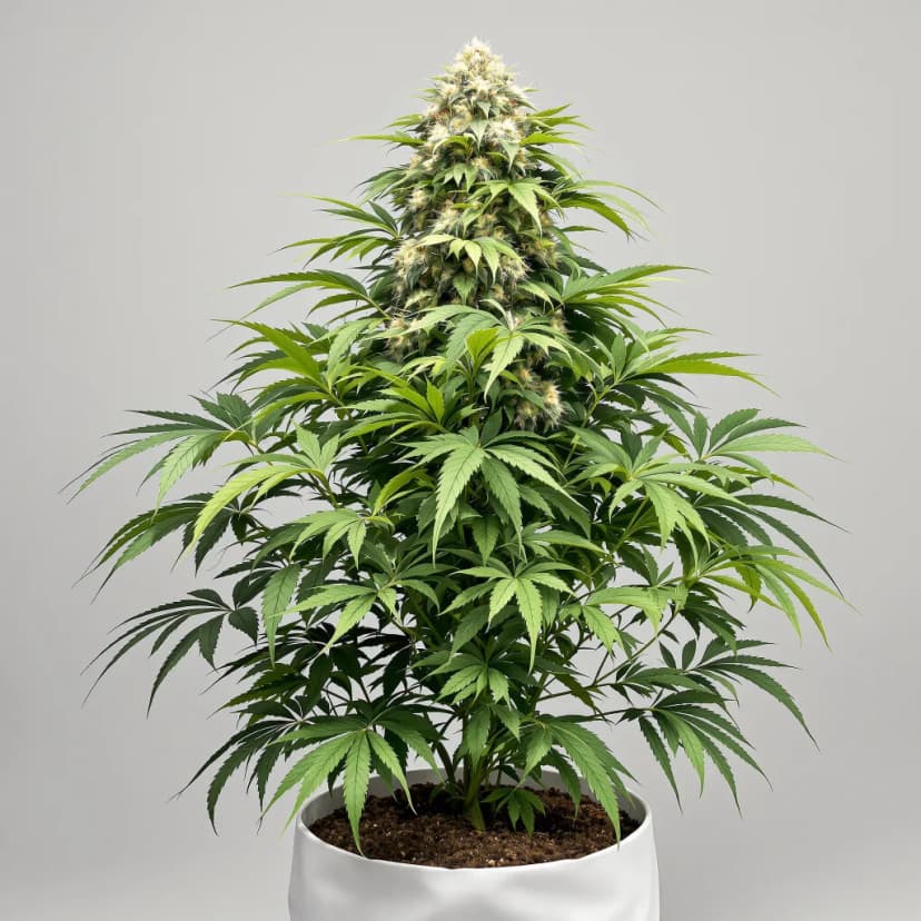 Popcorn Kush feminized cannabis plant