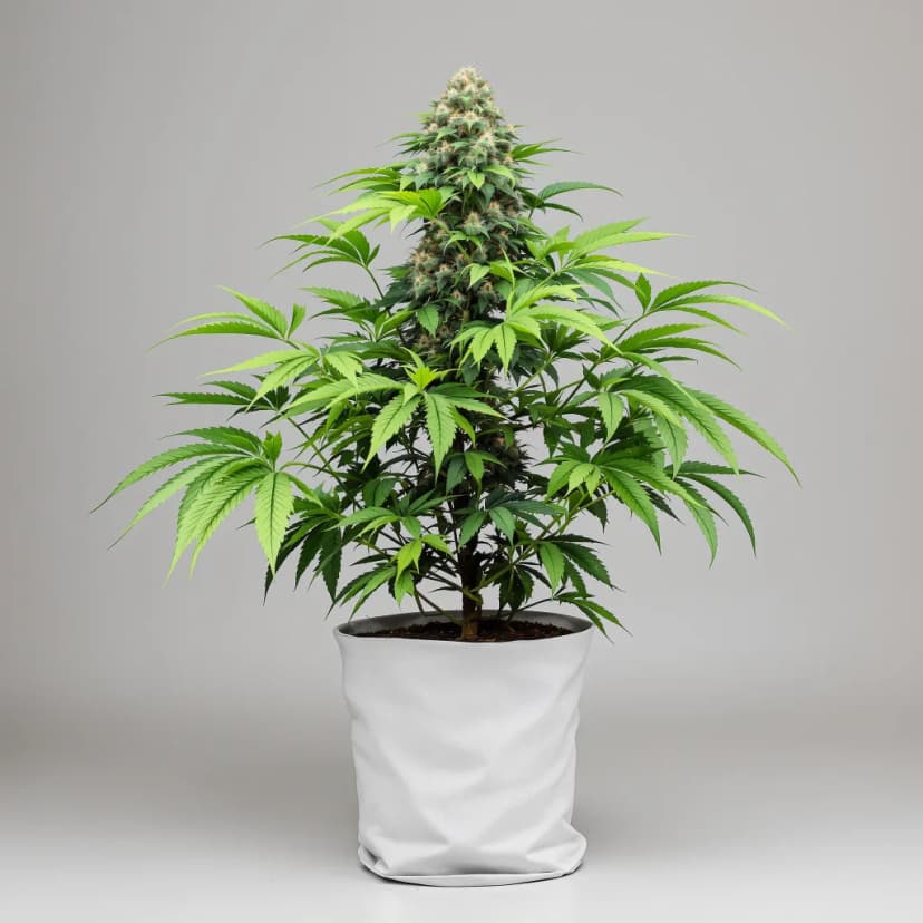 Pot of Gold feminized cannabis plant