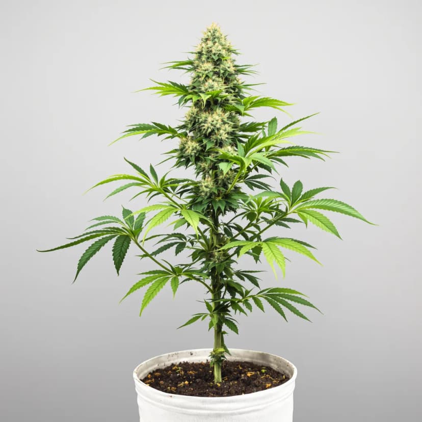 Power Kush autoflower cannabis plant