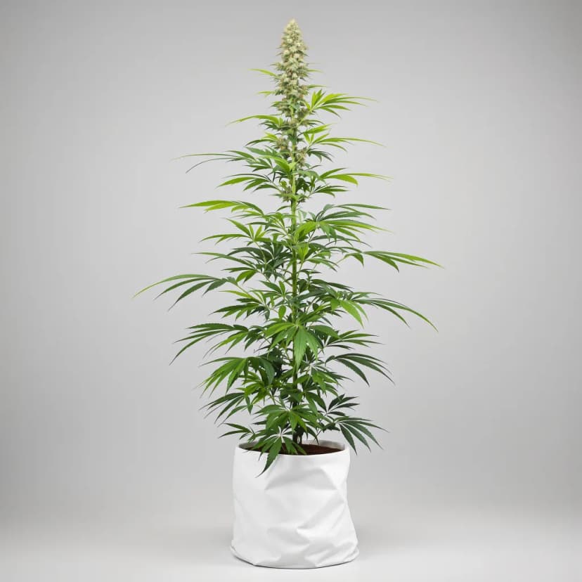 Power Plant feminized cannabis plant
