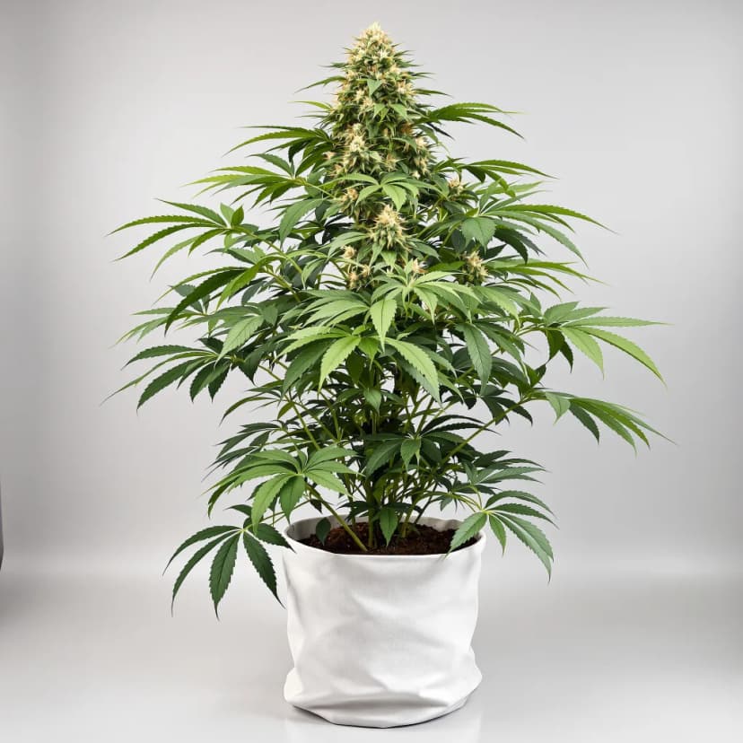 Pre-98 Bubba Kush autoflower cannabis plant