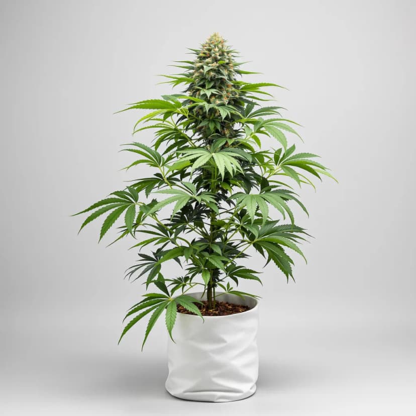 Puna Budder autoflower cannabis plant